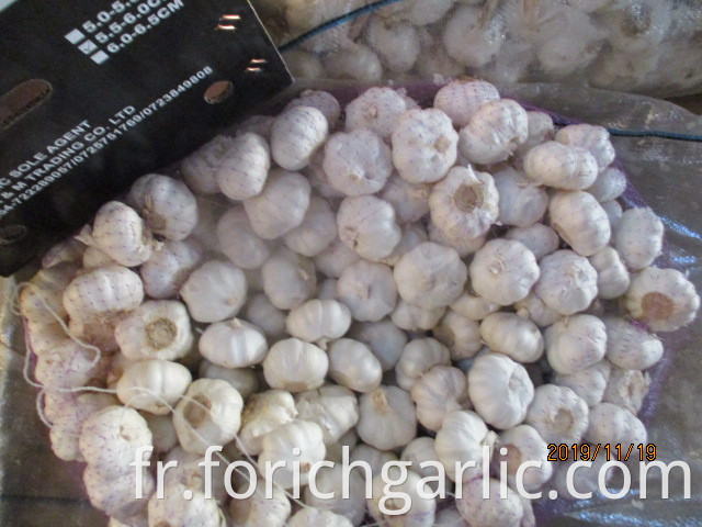 Best Quality Pure Garlic